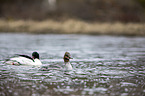 swimming Goosanders