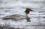 swimming Goosander