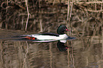 goosander