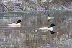 Common Merganser