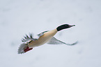 Common Merganser