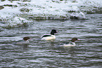 Common Merganser