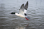 Common Merganser