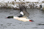Common Merganser