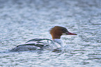 goosander