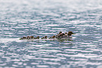 goosander