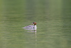 goosander