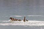goosander