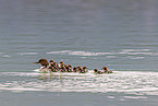 goosander