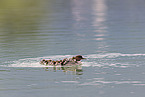 goosander