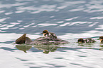 goosander