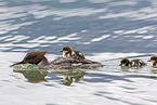 goosander