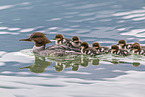 goosander