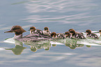 goosander
