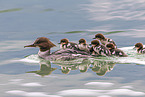 goosander
