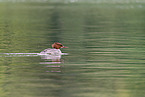 goosander