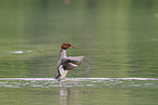 goosander