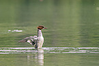 goosander