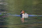 goosander