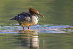 goosander