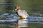 goosander