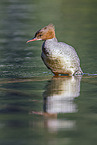 goosander