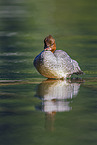 goosander