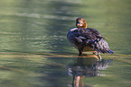 goosander