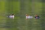 goosander