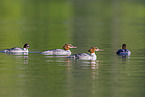 goosander