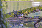 goosander