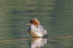 goosander