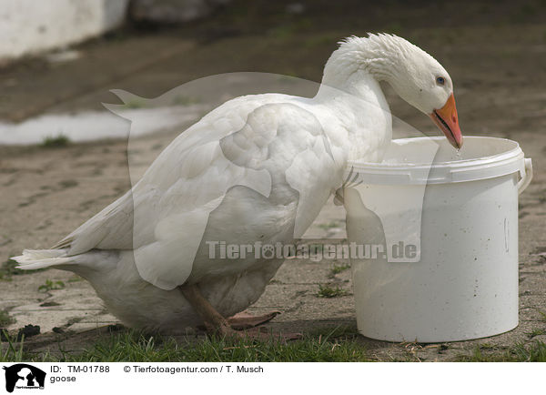 Gans / goose / TM-01788
