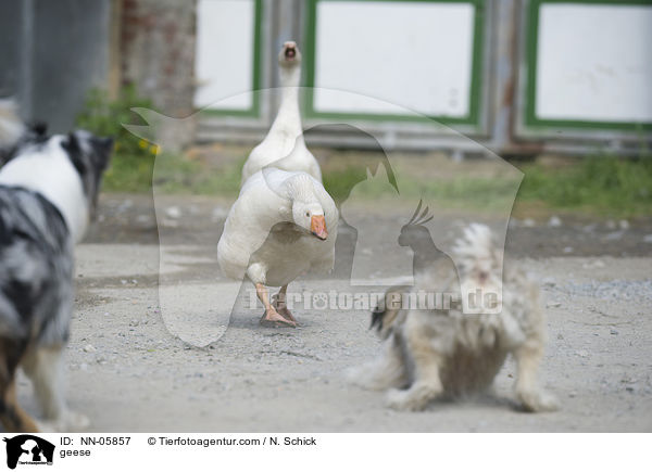 geese / NN-05857