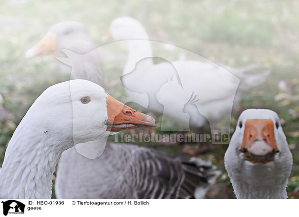 Gnse / geese / HBO-01936