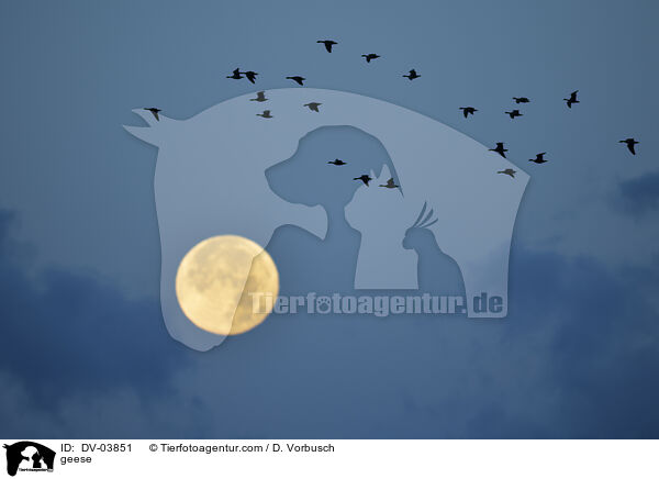 Gnse / geese / DV-03851