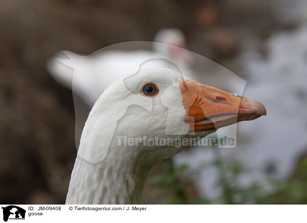 Gans / goose / JM-09408