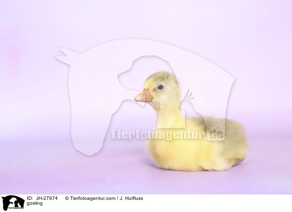 Gnsekken / gosling / JH-27874