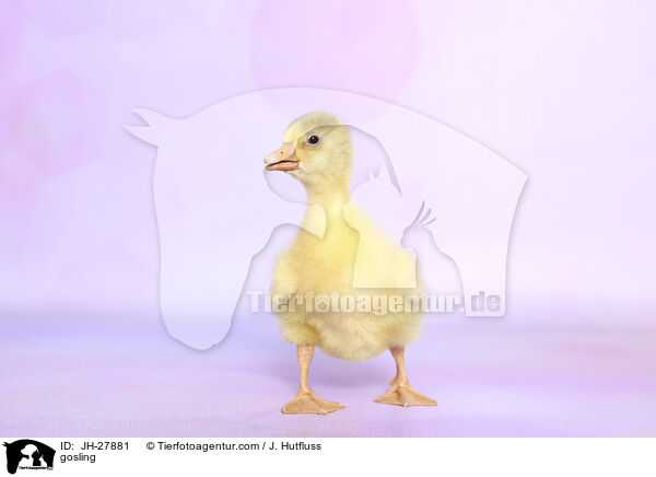gosling / JH-27881