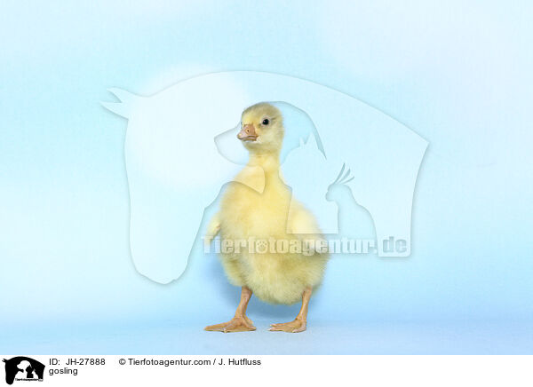 Gnsekken / gosling / JH-27888
