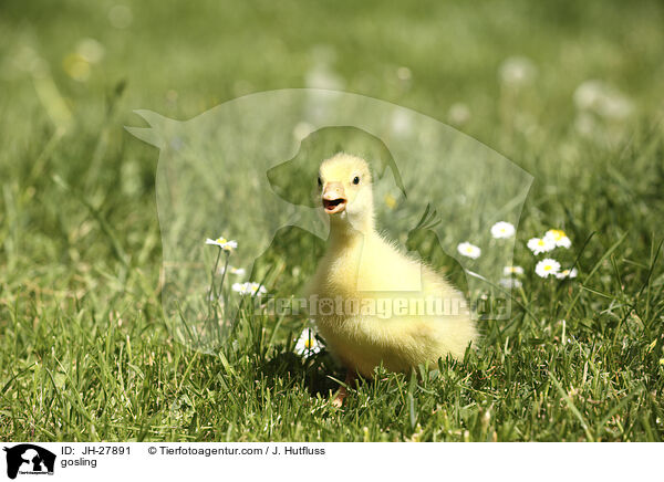 Gnsekken / gosling / JH-27891
