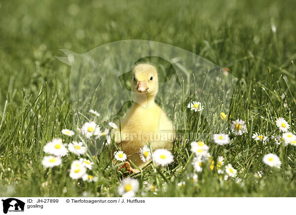 gosling / JH-27899