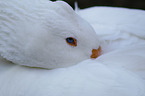 goose