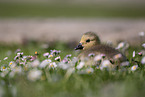 gosling