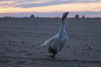 goose