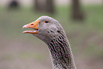 goose