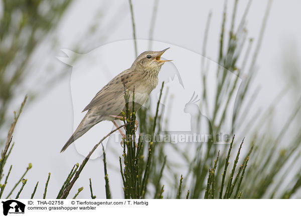 Feldschwirl / common grasshopper warbler / THA-02758
