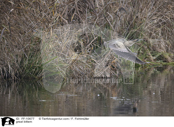 Rohrdommel / great bittern / FF-10677