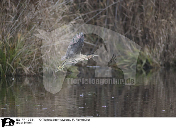 Rohrdommel / great bittern / FF-10681