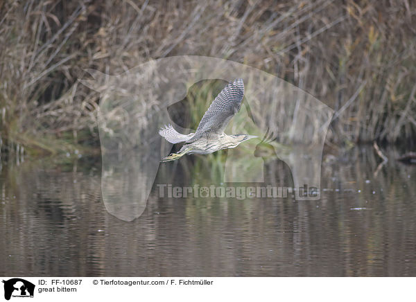 Rohrdommel / great bittern / FF-10687